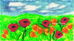 Field of Poppies