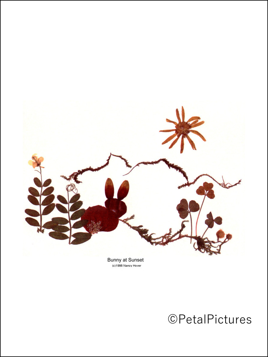 BunnyAtSunset8